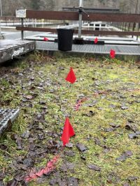 Private locating at a Hatchery near Victoria Private locating at a Hatchery near Victoria